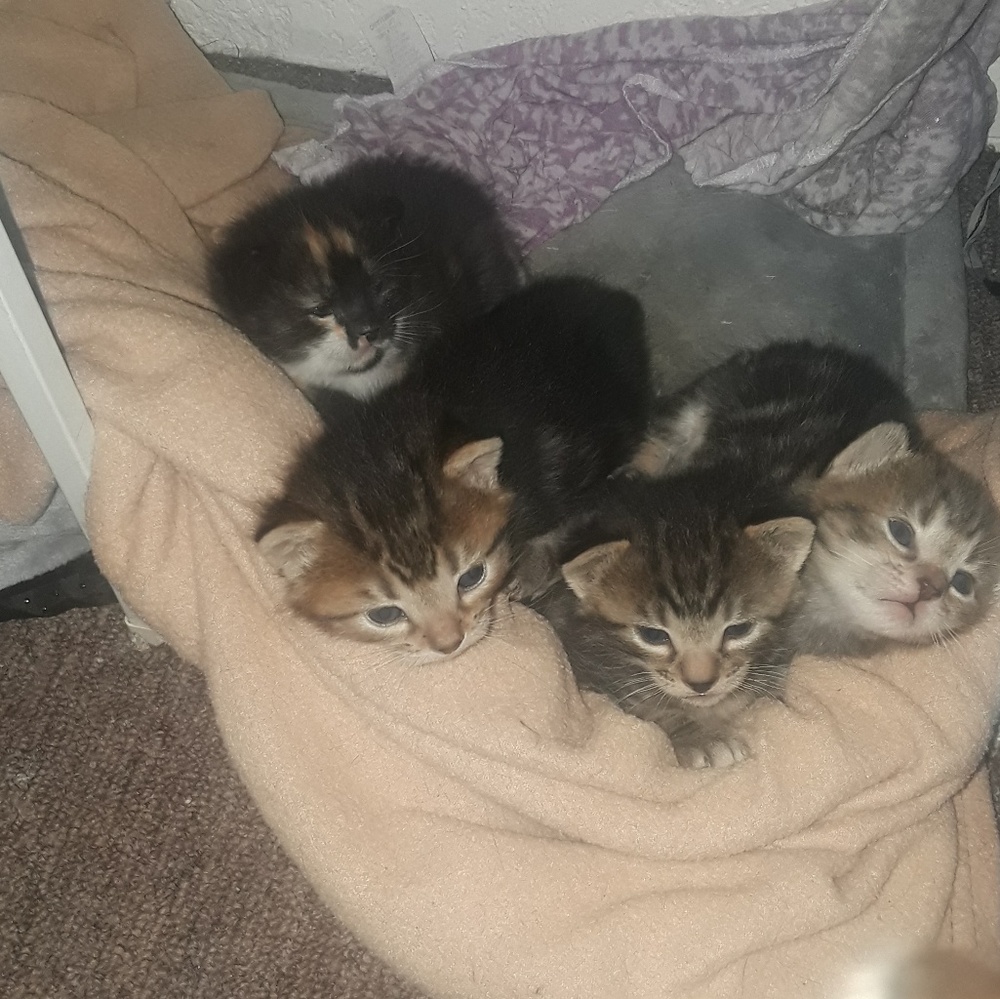 Cute kittens :)